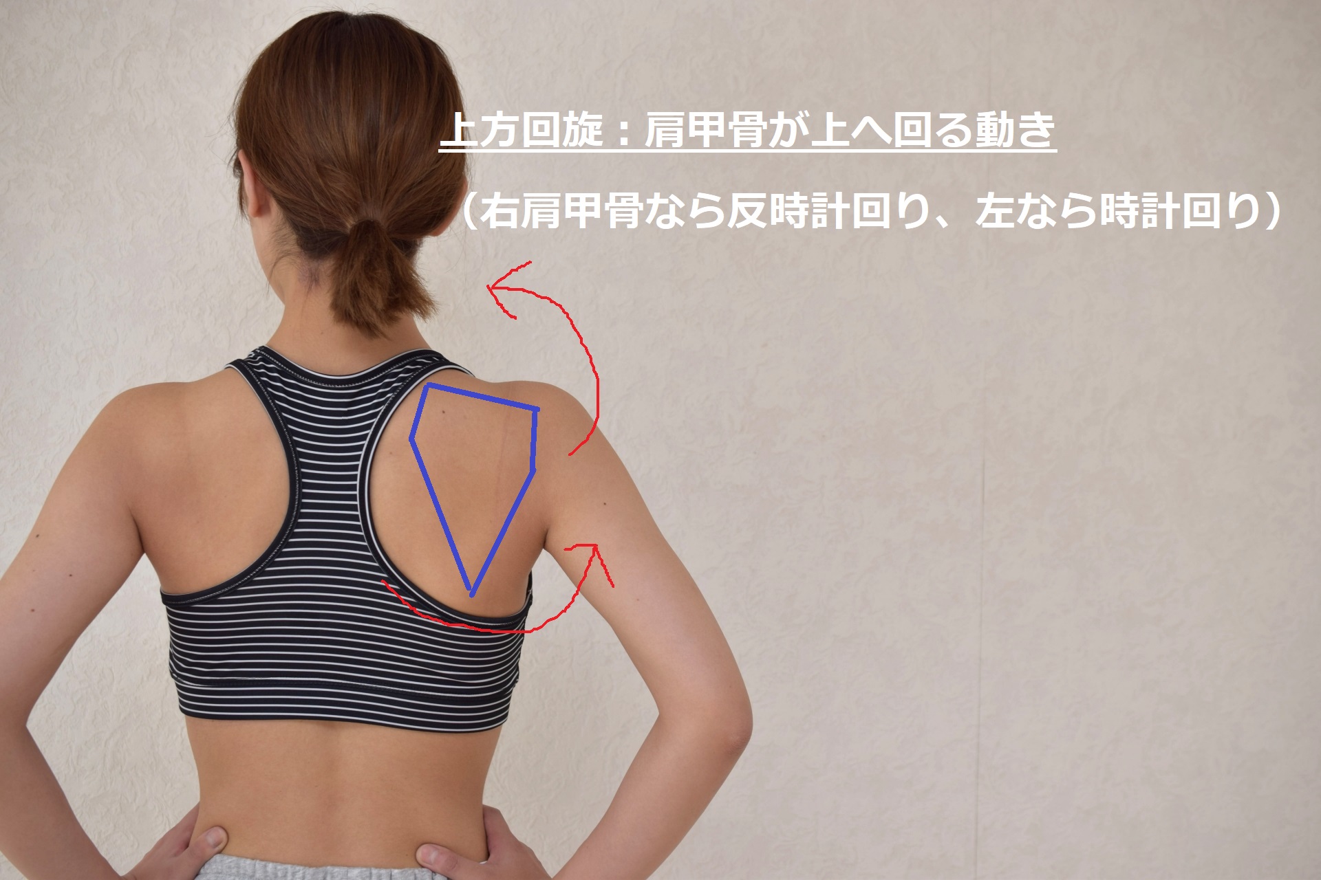 甲骨 可動 域 肩 【肩の痛みと可動域制限の仕組み】「肩の痛み」や「肩が動かない」理由とセルフケア方法！